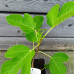 Ficus carica (Figovník obyčajný) ´BROWN TURKEY´ - kont. C1,5L, výška 15-25 cm (-20°C) Ficus carica (Figovník obyčajný) ´BROWN TURKEY´ - kont. C1,5L, výška 15-25 cm (-20°C)
